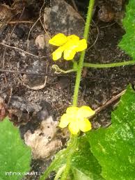 Image result for Cucumis sacleuxii