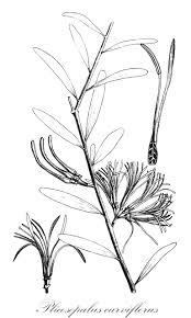 Image result for Oliverella rubroviridis