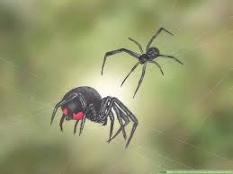 Black widow spider venom can be deadly but how likely are you to be bitten? How To Identify And Treat Black Widow Spider Bites 10 Steps