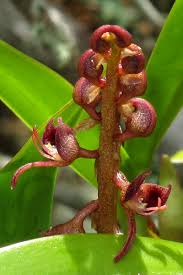 Image result for Bulbophyllum sandersonii