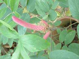 Image result for Uraria