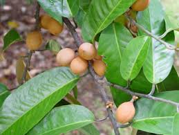 Image result for Myristicaceae