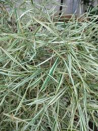 Image result for Pleioblastus fortunei