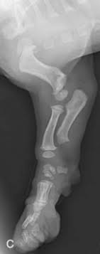 However, if your cat has an injury to the hips, skull, mouth or spine, she may. Radiographic Considerations Of The Young Patient Veterian Key