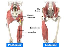 Image result for Groin Disruption