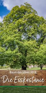 Baum Des Jahres 2018 Die Esskastanie Im Uberblick Baum Des Jahres Esskastanien Kastanien