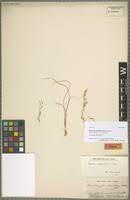 Image result for Eragrostis rotifer