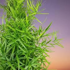 Image result for Asparagus falcatus