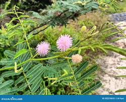 Image result for Mimosa pigra