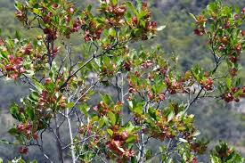 Image result for Dodonaea viscosa
