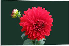 Maybe you would like to learn more about one of these? Plexiglas Grote Rode Bloem Met Klein Bloemetje 60x40cm Foto Op Plexiglas Met In 2021 Bloemen Foto S Prachtige Bloemen Bloemen