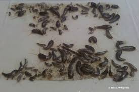 Sollen die silberfische dauerhaft aus der wohnung verschwinden, müssen sie die verstecke verschließen. Silberfische In Der Wohnung Was Tun Gegen Silberfischchen Im Bad