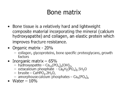 Biochemistry Of Bone Jana Novotna The Lecture Content Bone Composition Cells Extracellular Matrix Mineral Bone Formation In Growth Plate Matrix Ppt Download