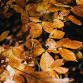 Falling for Fall Tabletop
