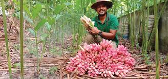 Misalnya, bagaimana sebenarnya cara menanam bunga krokot? Bunga Penyedap Masakan