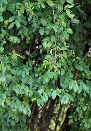 Image result for Phyllanthus udoricola