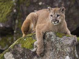 Maybe you would like to learn more about one of these? Puma Flinke Katze Aus Amerika Katzen Wilde Katzen Ausgestopftes Tier