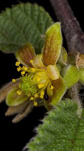 Image result for Grewia villosa