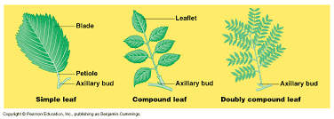 Landscape jungle euclidean tropical rainforest, forest, green leafed trees, leaf, branch png. 35 05 Simplecompoundleaf L Gif 799 285 Simple Leaf Leaves Campbell Biology