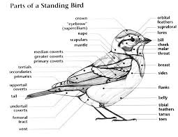 Brown Bird With Black And White Striped Wings Whatbird Com Helpful Aid For Studying Birds App Available For Iphone And Ipad Or Android Device Bird Drawings Birds Beautiful Birds