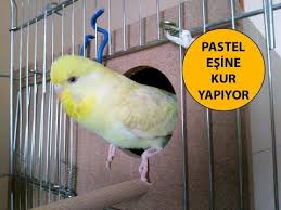 Muhabbet Kusu Pastel Esine Kur Yapiyor Youtube