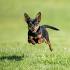 Small Dog Breeds – A List of Small Dog Breeds from A – Z