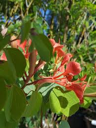 Image result for Bauhinia galpinii