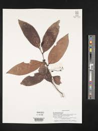 Image result for Olax pentandra