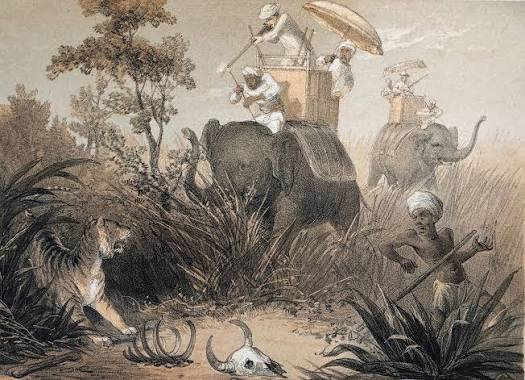 Our Tiger Hunting