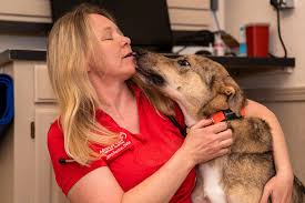 Veterinary, daycare, boarding, and grooming follow us for interesting animal insights, news and photos from our facility in west asheville, nc | twuko. Home Advanced Care Veterinary Hospital