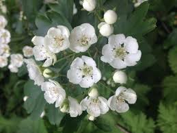Winter flowering plants for year round interest. Exceptionally Warm Winter Tricks 600 Species Of Plant To Bloom In The First 4 Days Of 2016