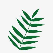 Hand Drawn Cartoon Leaf Element Leaves Big Green Leaves Nature Png Transparent Clipart Image And Psd File For Free Download Cartoon Leaf Leaf Illustration Plant Cartoon