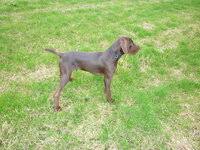 Search our free pudelpointer breeders directory, the largest breeder directory in the united states and canada. Pudelpointer The Stalking Directory