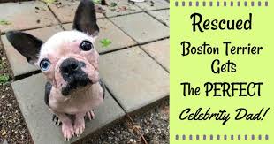 A po box 2492, brockton, ma 02305 shelter helping to find loving homes for dogs. Neglected Hairless Boston Terrier Rescued From Puppy Mill Gets The Perfect Celebrity Dad Pawsocute
