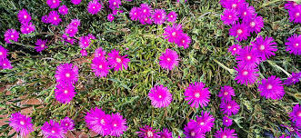Image result for Delosperma mahonii