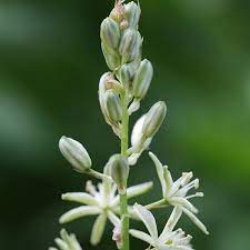 Asparagus Flower Pictures Best Flower Wallpaper