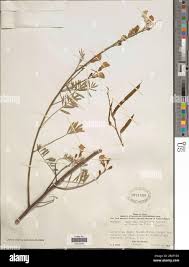 Image result for Tephrosia interrupta