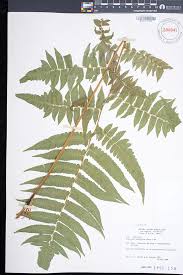 Image result for Diplazium humbertii