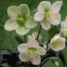 They thrive in the dappled shade under trees. 31 Best Shrubs For Shade Shade Loving Garden Plants
