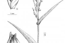 Image result for Acroceras zizanioides