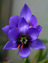 Pin On Flores De Papel