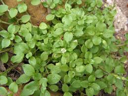 Image result for Stellaria media
