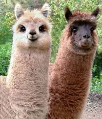 Lama Nounours Hayvan Mizahi Hayvanlar Hayvan