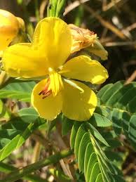 Image result for Chamaecrista parva