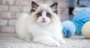 Kittens comes with tica registration, shots, a 1 year genetic health guarantee, a gift bag for the kitten, and a 1 page contract. Ragdoll Breeders Australia Ragdoll Info Kittens
