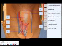 Cricothyroidotomy Anatomy Youtube