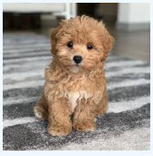 She was born in our home and handled with…. Maltipoo Puppies For Sale Near Me Dog Breed