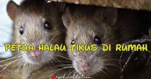 Ada beberapa cara untuk mengelak dapur anda didatangi tikus yang tentunya boleh membawa pelbagai barang diingat, tikus mampu hidup dengan hanya sejumlah kecil makanan dan mereka hanya nak lebih berkesan, sembur ke bahagian yang dirasakan menjadi laluanya dan ia akan lari. 5 Petua Yang Biasa Digunakan Untuk Halau Tikus Di Rumah Apekinah Com