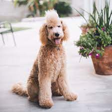 Located at smeraglia farm in alabama. 5 Different Golden Doodle Haircuts Modern Dog Mastery