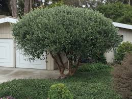 Image result for Feijoa sellowiana